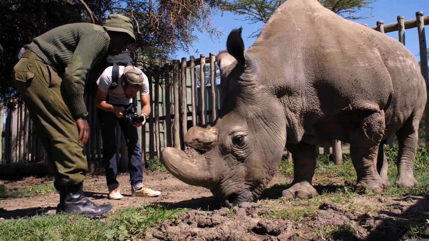 A videographer and an animal caretaker stand next to a rhino